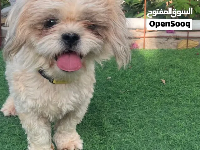 كلب أنثى لطيف