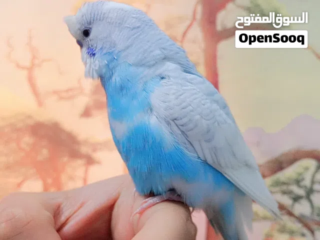 متاح طير حب متكلم