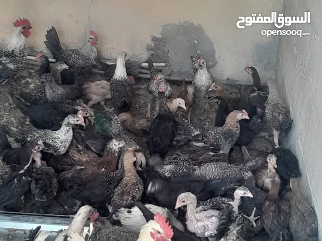 دجاج مشكل للبيع بسعر مغري