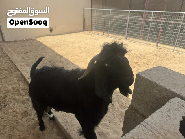 فحل تركي نادر