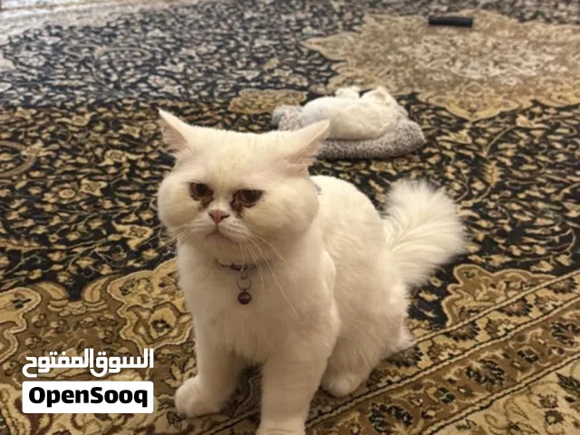 Soft persian cat