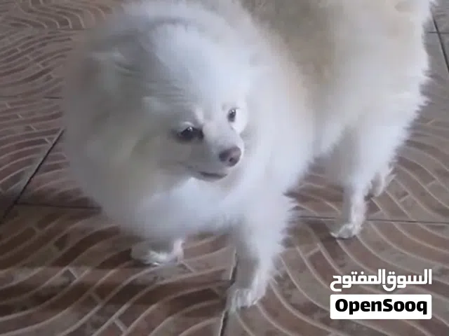 بوميرانيان أنثى أبيض نقي وبيج فاتح