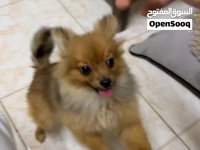 كلب أنثى بومرينين 6 اشهر