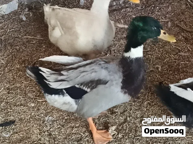 بش زوج خضيري وزوج اوز