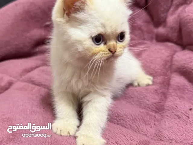 قطط همالايا اورنج