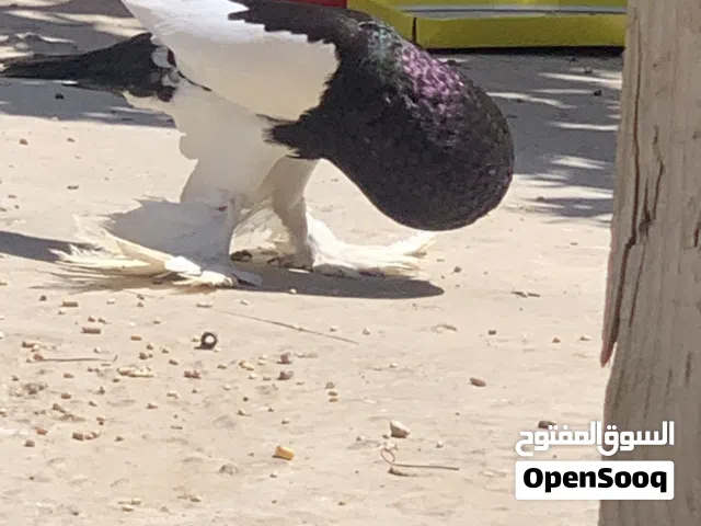 جوز نفاخ على دحي ذكر مولد فالطويل