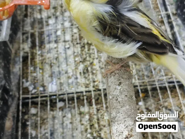 اقرأ الوصف  طيور كنار صحة ونضافة تبارك الرحمان