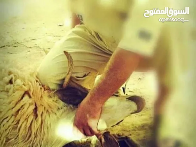 ذبح الأضحية وسلخ وطقطيع علي 4 تاجوراء عين زاره