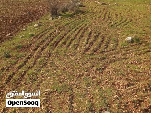 غرب عمان بدر الجديدة