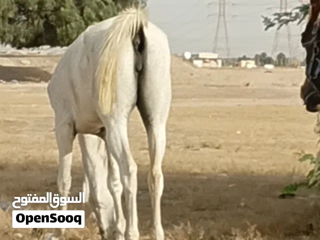 فرصه للبيع وضحه