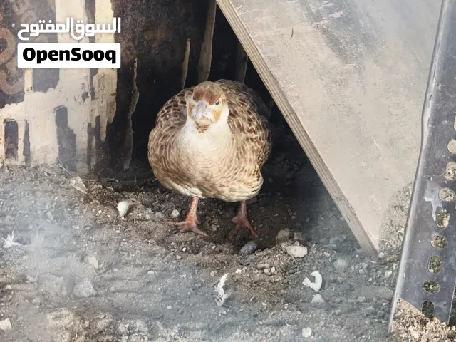 للبيع صفارد جامبو