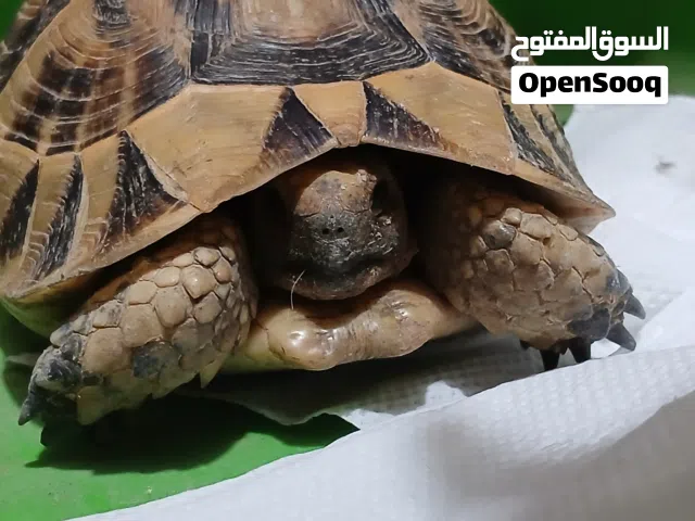 سلحفاة.......