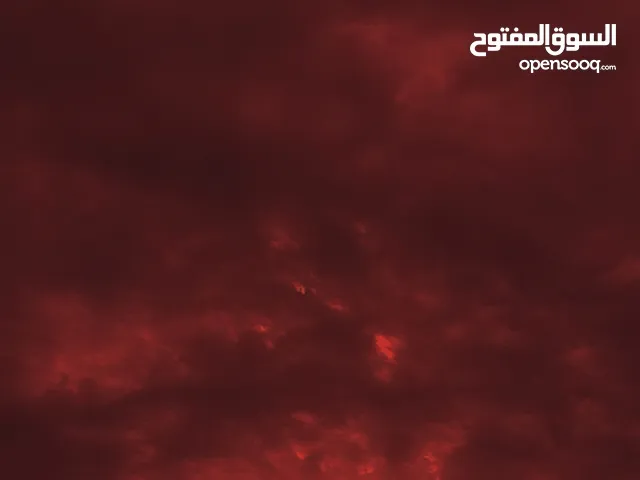 أريد كلب للتبني