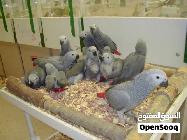 Congo African Grey Parrots – Hand-Reared & Captive Bred in the UAE