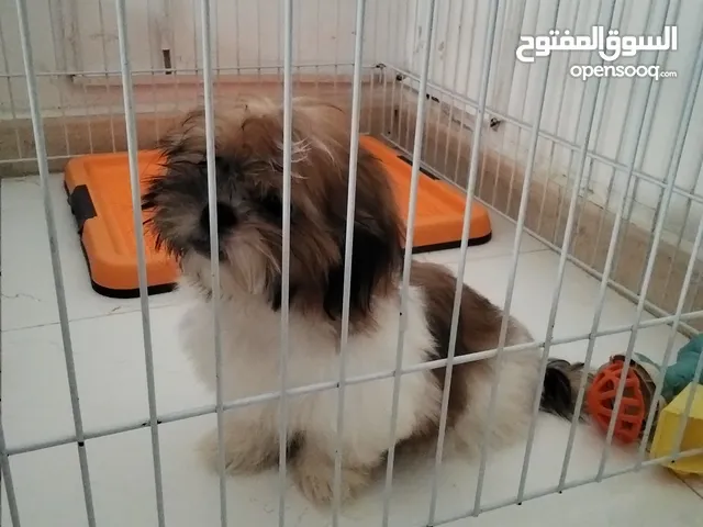 very friendly playful shitzu
