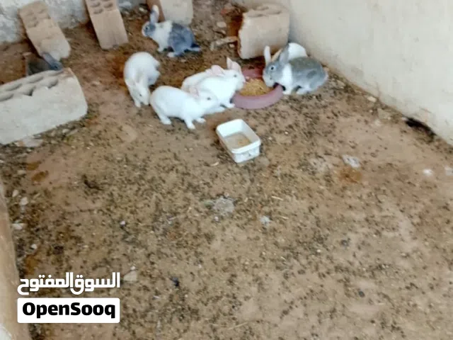 ثمن ارانب للبيع