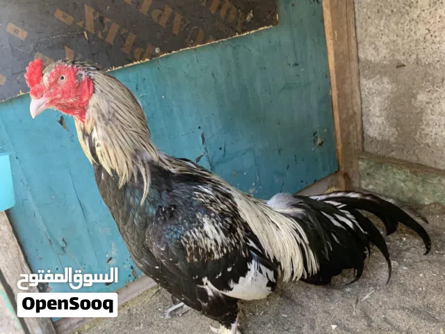 البيع طير جاوا