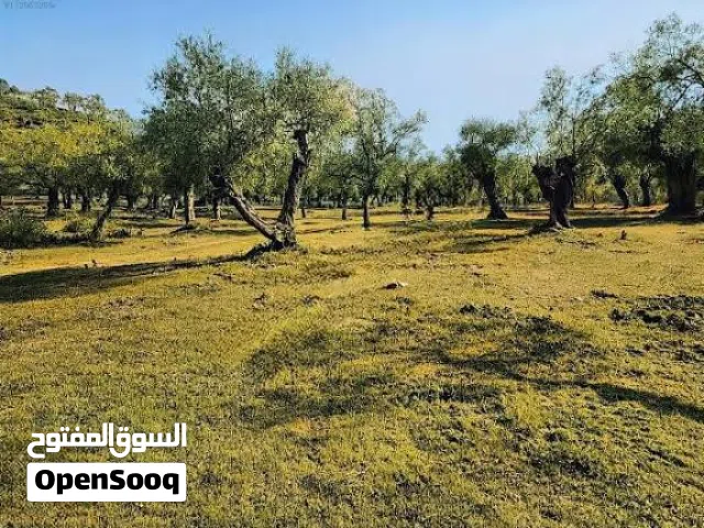 Farm Land for Sale in Jebel Akhdar Sahel El-Jebel
