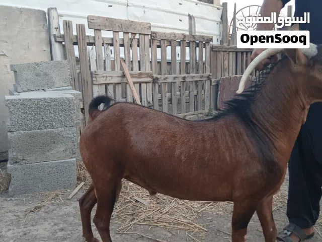تيس محلي من حلال الظفاري