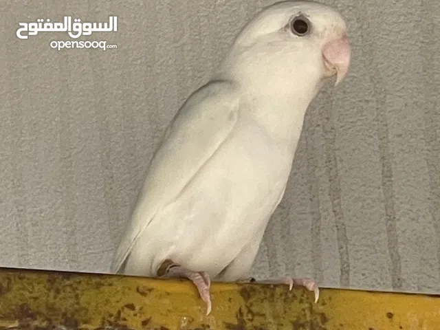 للبيع طيور البغبغاء ذكور بصحه ممتازه