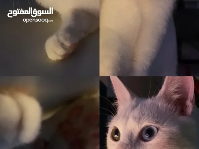 قطه انثى انقورا عمر سنه للتبني ليس شراء