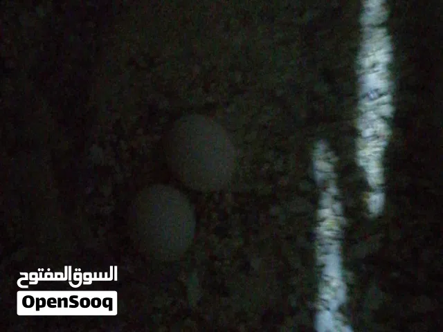 السلام عليكم ورحمه الله وبركاته متوفر كوبيه مدحي كوبيه بقالينو ربي بارك مدحيه مشاءالله كوبيه ماكينه
