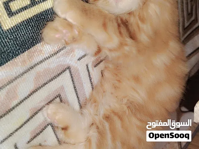 بزونة للبيع صغيرونه بعده ماعندي مكان اله