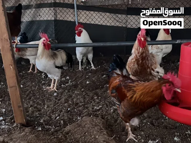 ديوك  فرنسي للبيع الاحمر والابيض