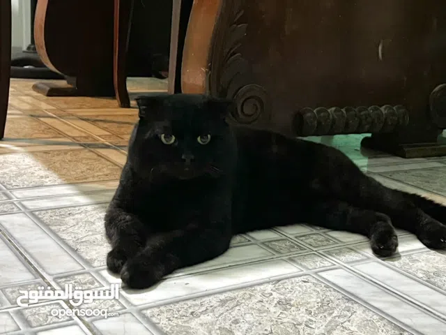 قط السكوتيش فولد