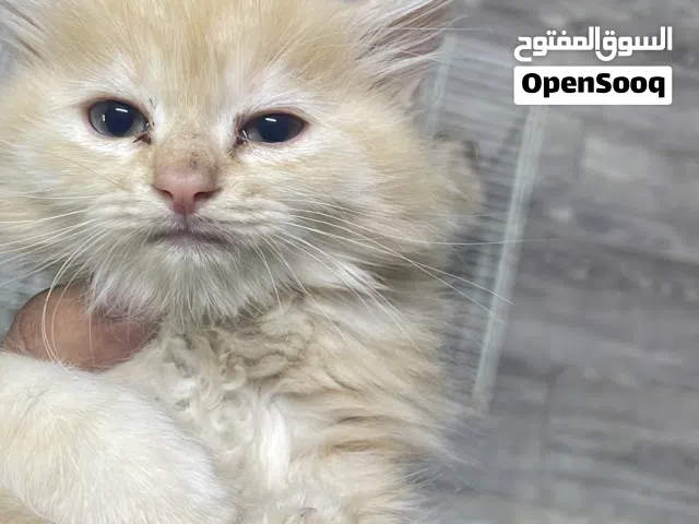 قطط شيرازيه للبيع عائله كامله ب 35 اب وام وولدهم