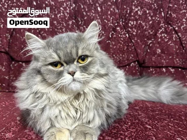 قطة للتبني مدة حوالي شهر ونصف (فترة الصيف)