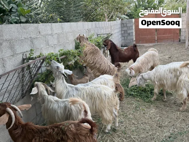 غنم جاموديات والفحل باكستاني (البدل بجعد)