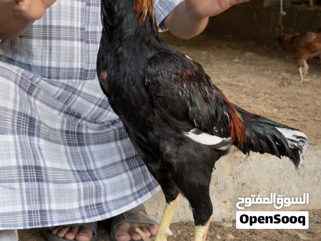 اليع ًًًًًً..................