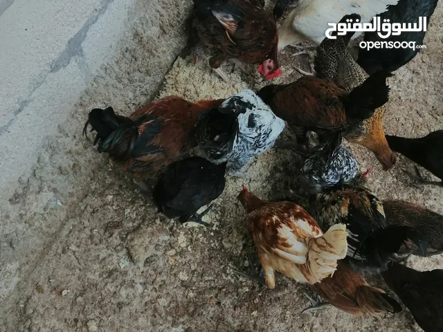 خمس ديوك للبيع