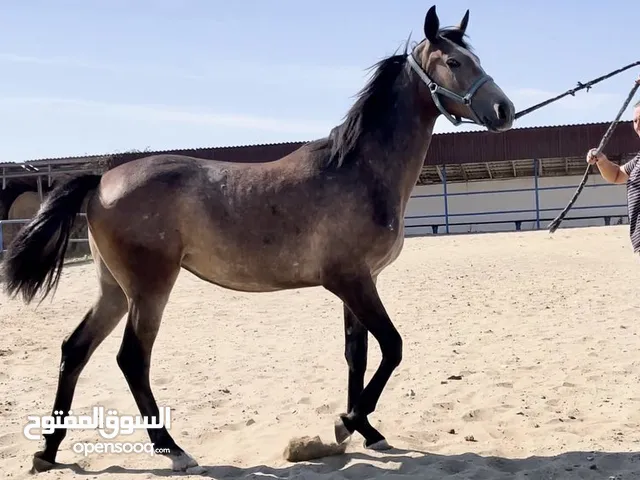 Registered purebred Arabian Horses