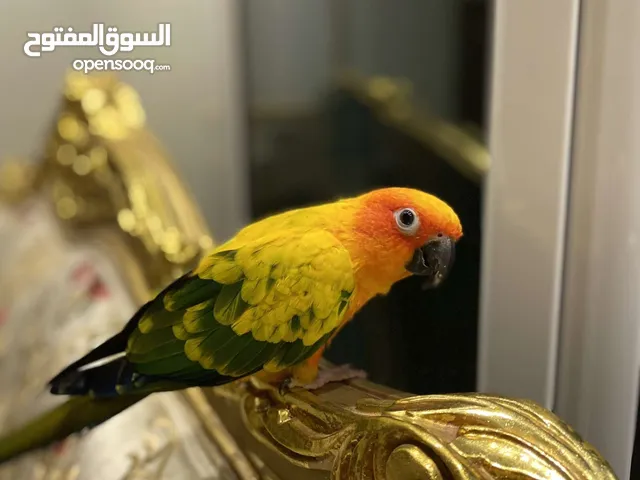 للبيع صن كنيور ، for sale sunflower parrot