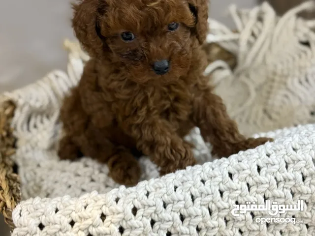 PREMIUM TEACUP DARK RED FEMALE POODLE (HIGH QUALITY)