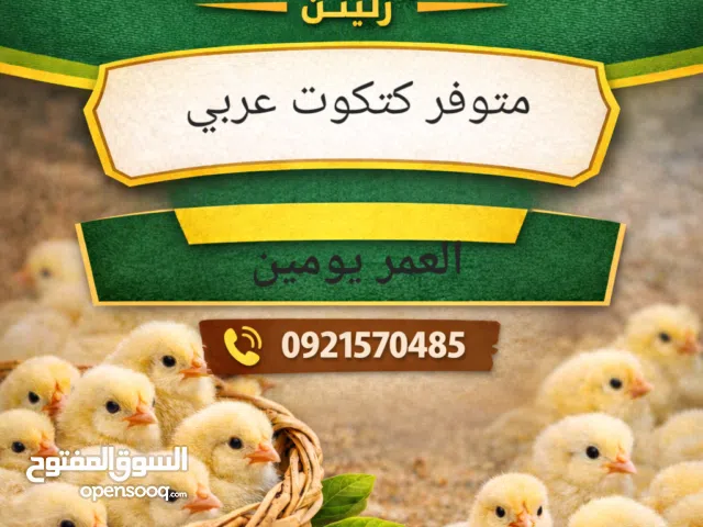 السلام عليكم ورحمة الله وبركاته  متوفر كتكوت عربي العمر يومين