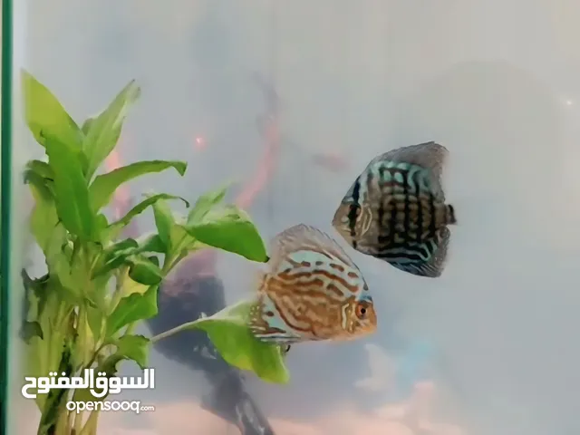 زوج سمك دسكاس مع حوض55 كامل مع جميع ملحقاتة مع زوج سمك الكناس
