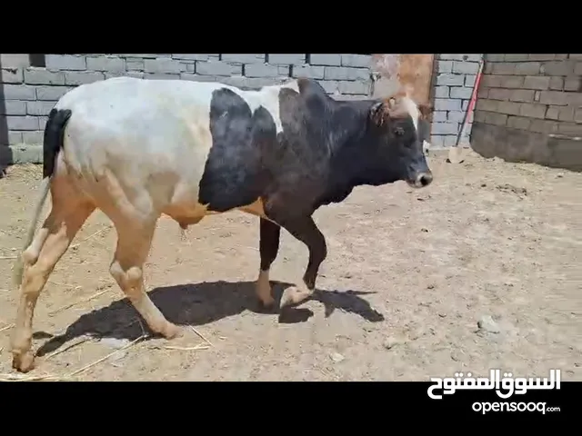 عجل سمين أبي ألخصيب السعر مليون ونص