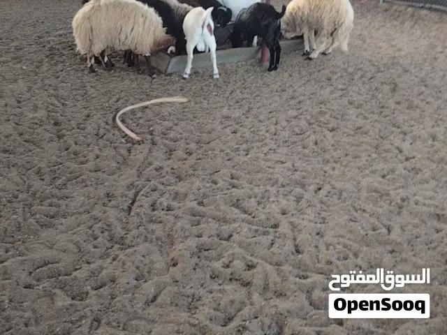 ذبائح بالروضه