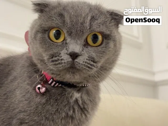 سكوتش فولد للتبني سنتين و مطعمه