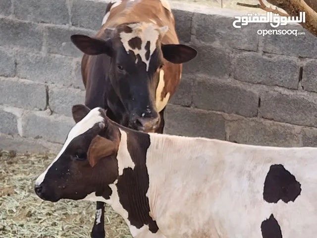 عجلين ضفاريات مطعومات أكثر من 7 شهور طيبات ولاعليهن كلام