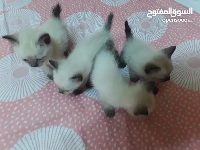 قطط 2ذكر و2انثي