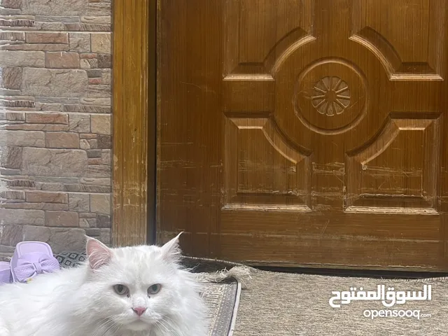 قطة نوع شيرازي اصلية كاملة بكل مستلزماتها