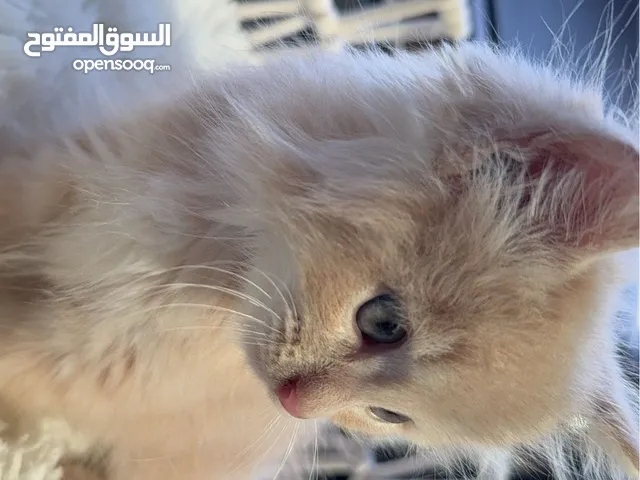شيرازي اليييففففف