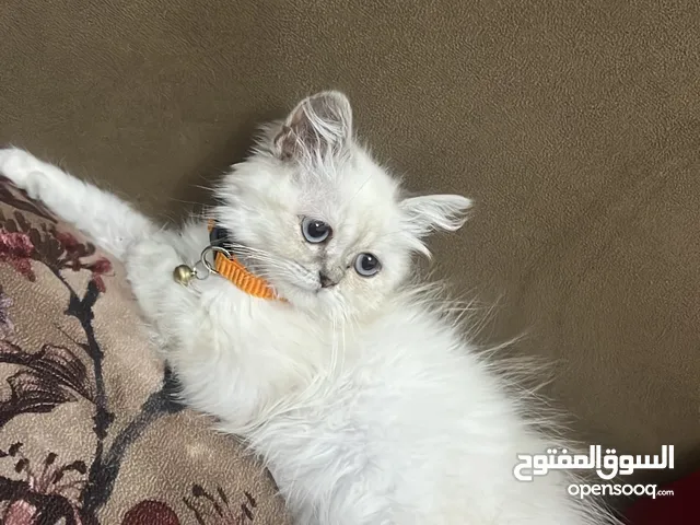 قط هملايا شيرازي