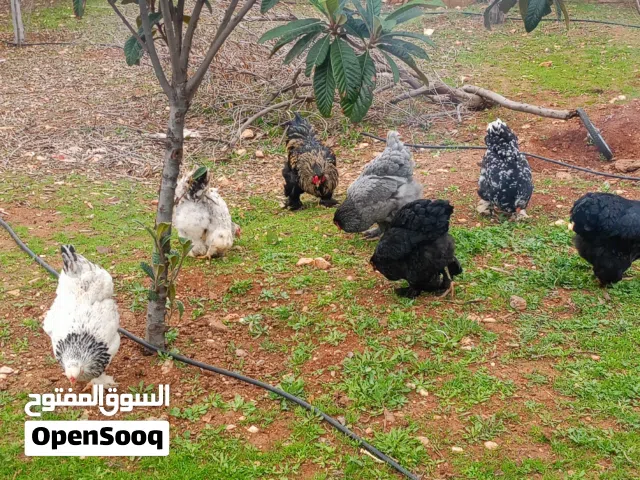 متوفر صوص براهمي مستوى عالي وصوص محلق مقزم  يلي بدو بزره نظيفه يوخذ منها