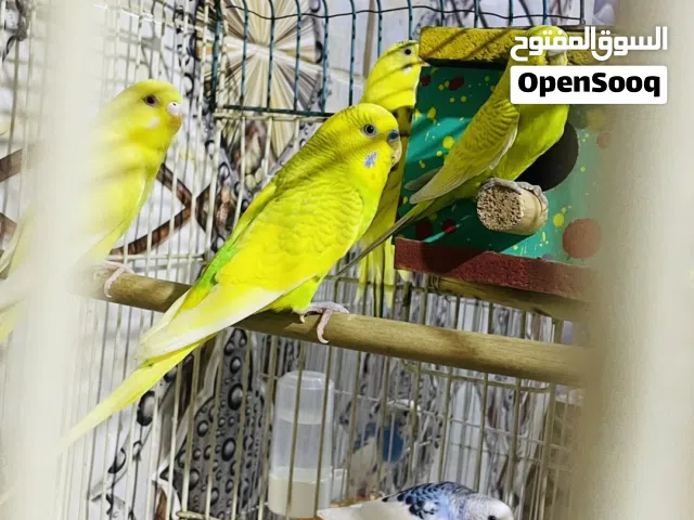 زوج الطير حب مزاوي ابنه الأم والأب ملقح من جميع الأمراض من الفيروسات إلى آخر