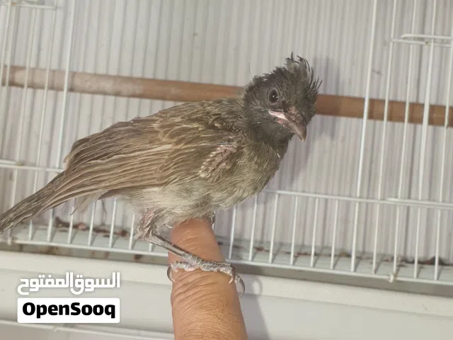 للبيع فرخ كشميري نهايه غر